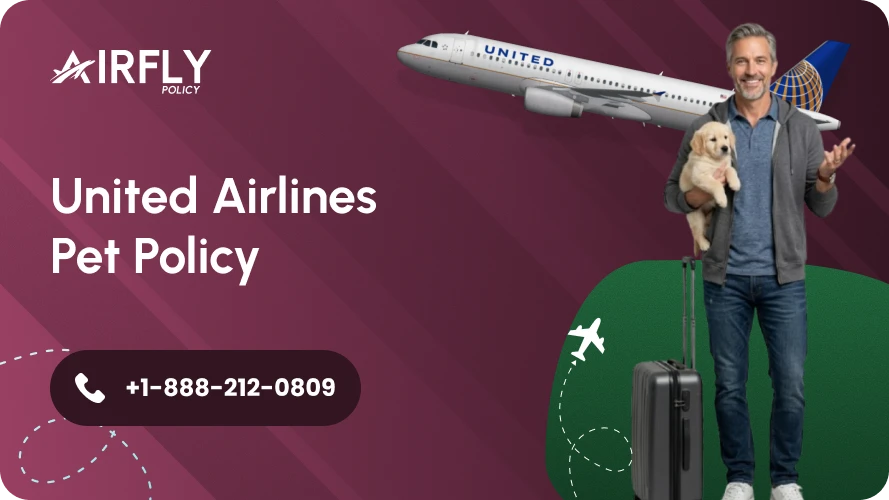 United Airlines Pet Policy Guide for Fees, Rules, and Requirements